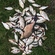 Carp bream