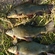 Tench