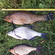 Tench