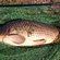 Carp