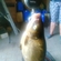 Carp bream