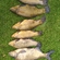 Tench