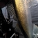 Pike perch