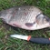 Prussian carp