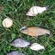 Tench