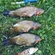 Tench