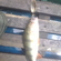 Eurasian perch
