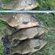 Crucian carp
