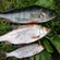 Eurasian perch