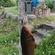 Tench