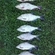 Crucian carp