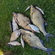 Carp bream