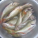 Eurasian perch