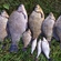 Crucian carp