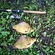 Crucian carp