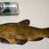 Tench