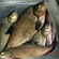 Carp bream