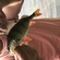 Eurasian perch