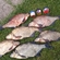Carp bream