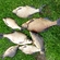 Carp bream