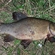 Tench