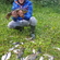 Tench