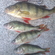 Eurasian perch