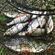 Eurasian perch