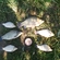 Prussian carp