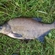 Carp bream