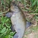 Tench