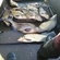 Carp bream