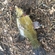 Tench