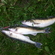 Pike perch
