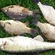 Pike perch