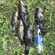 Tench
