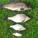 Carp