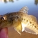 Gudgeon