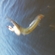 European smelt
