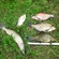 Tench