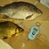 Prussian carp