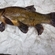 Tench