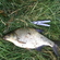 Carp bream