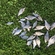 Silver Bream