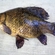 Crucian carp