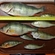 Eurasian perch