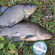 Tench