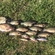 Tench
