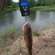 Eurasian perch