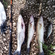 Pike perch